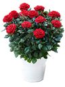 Pianta di Rose rosse