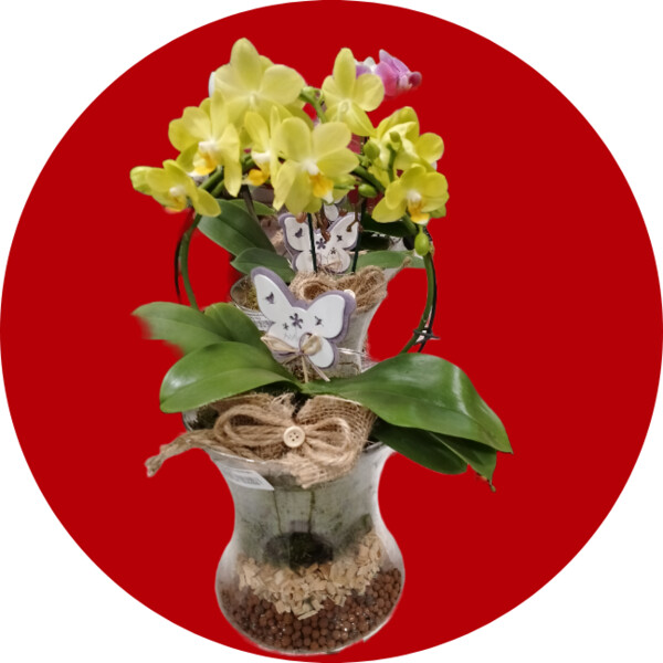 Pianta di phalenopsis gialla