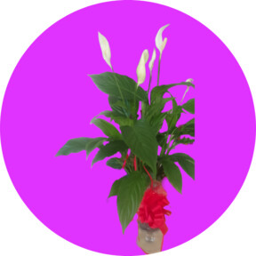 REGALO SPECIALE SPATHIPHYLLUM CON SOTTOVASO DI VETRO